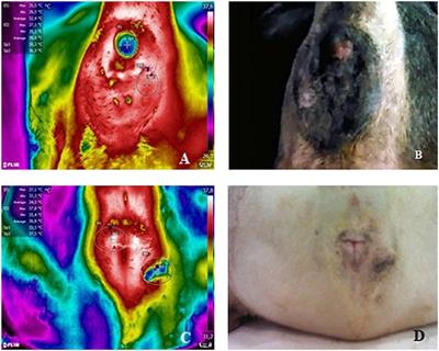 Diagnostic Value and Application of Infrared Thermography in the Analysis of Circumanal Gland Tumors